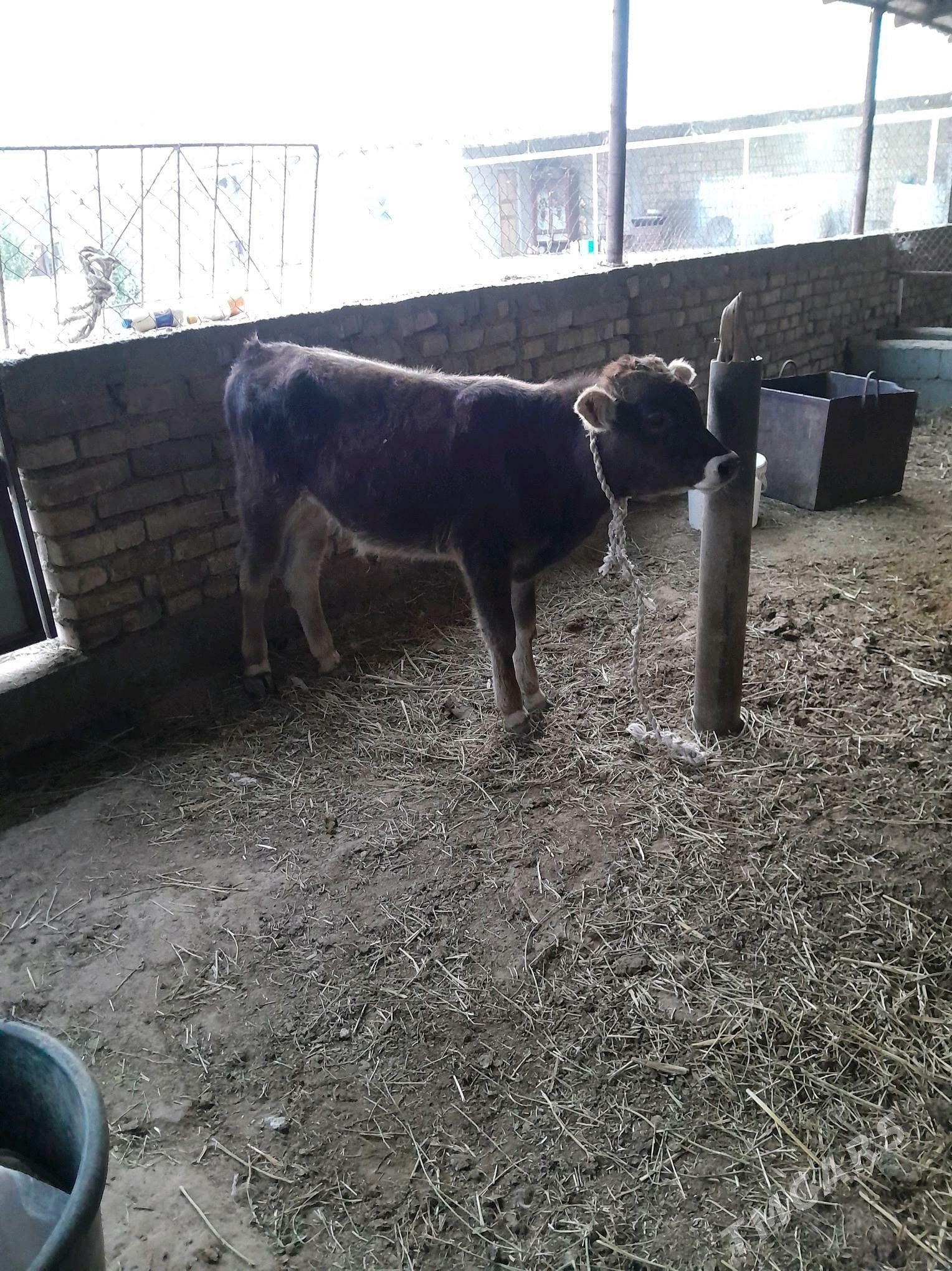 okuz ṣwes - Ak bugdaý etraby - img 1