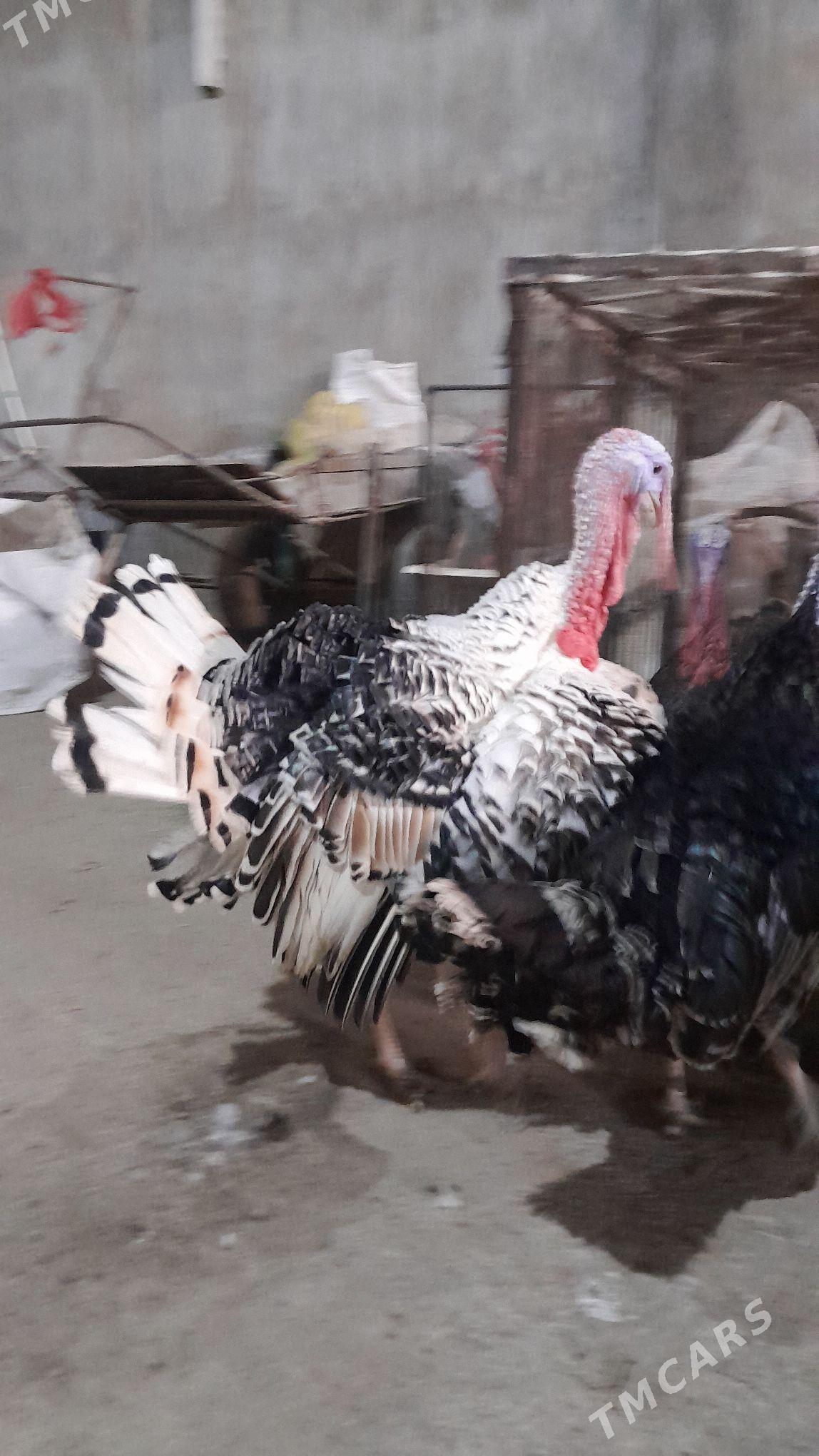 INDUK - Garadamak Şor - img 4