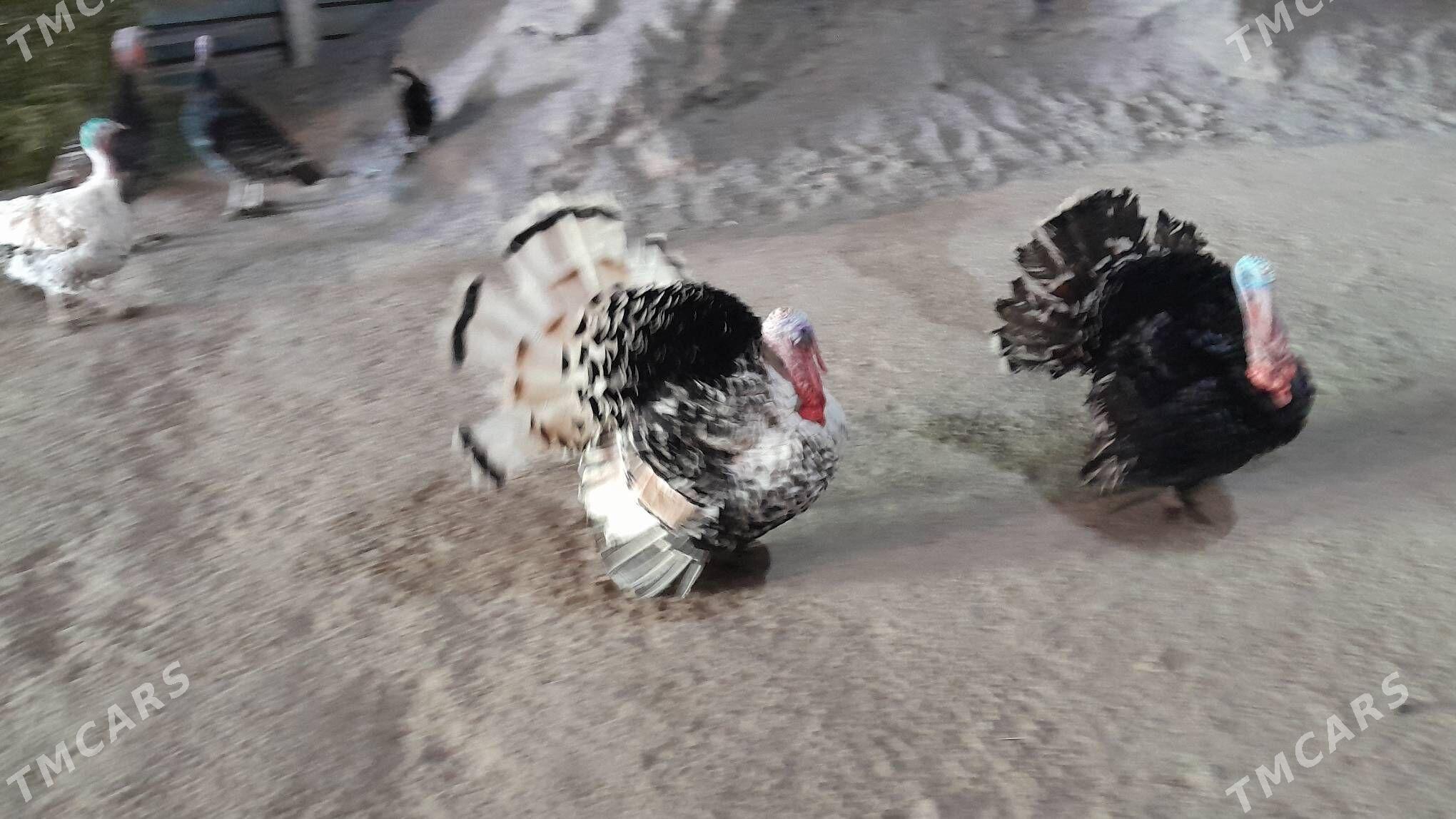 INDUK - Garadamak Şor - img 3