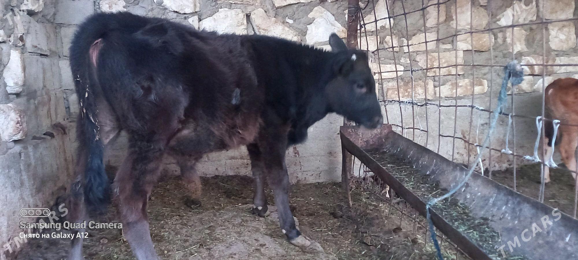 sygyr okuz - Gumdag - img 4