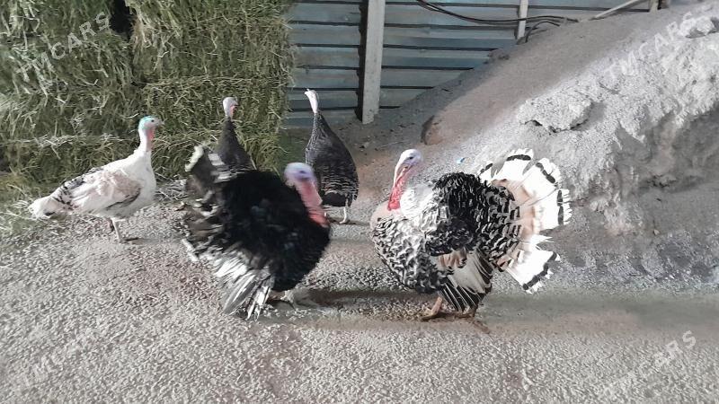 INDUK - Garadamak Şor - img 1