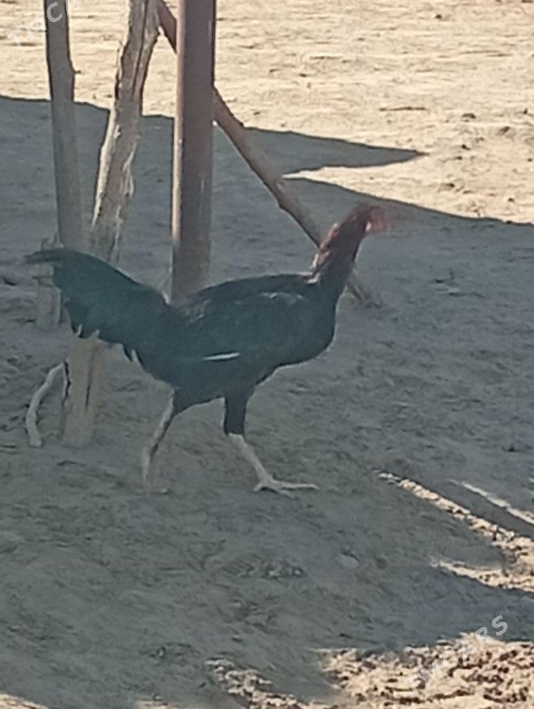 mitis baýes - Mary - img 2