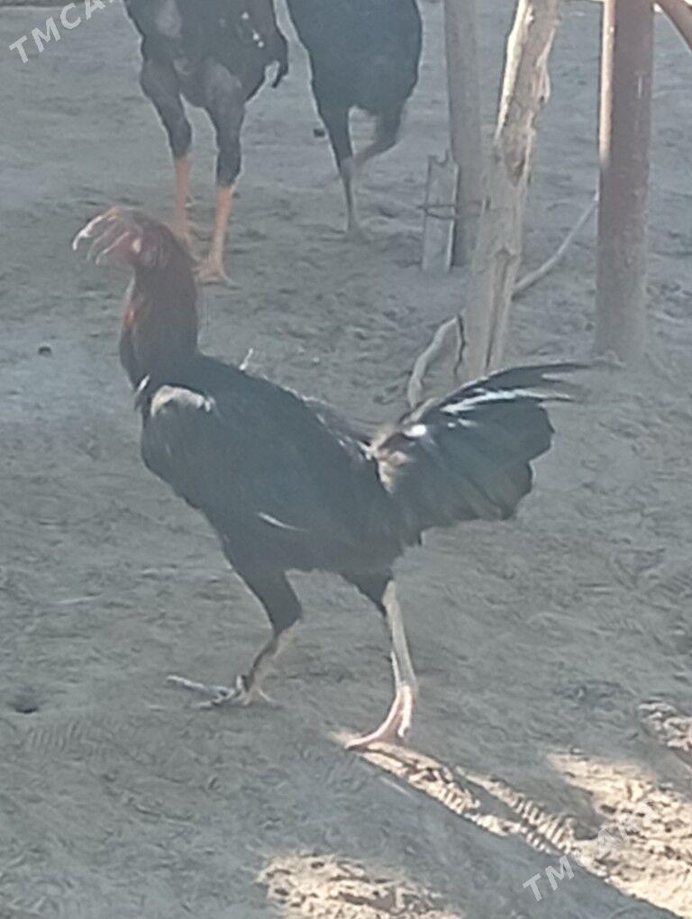 mitis baýes - Mary - img 3