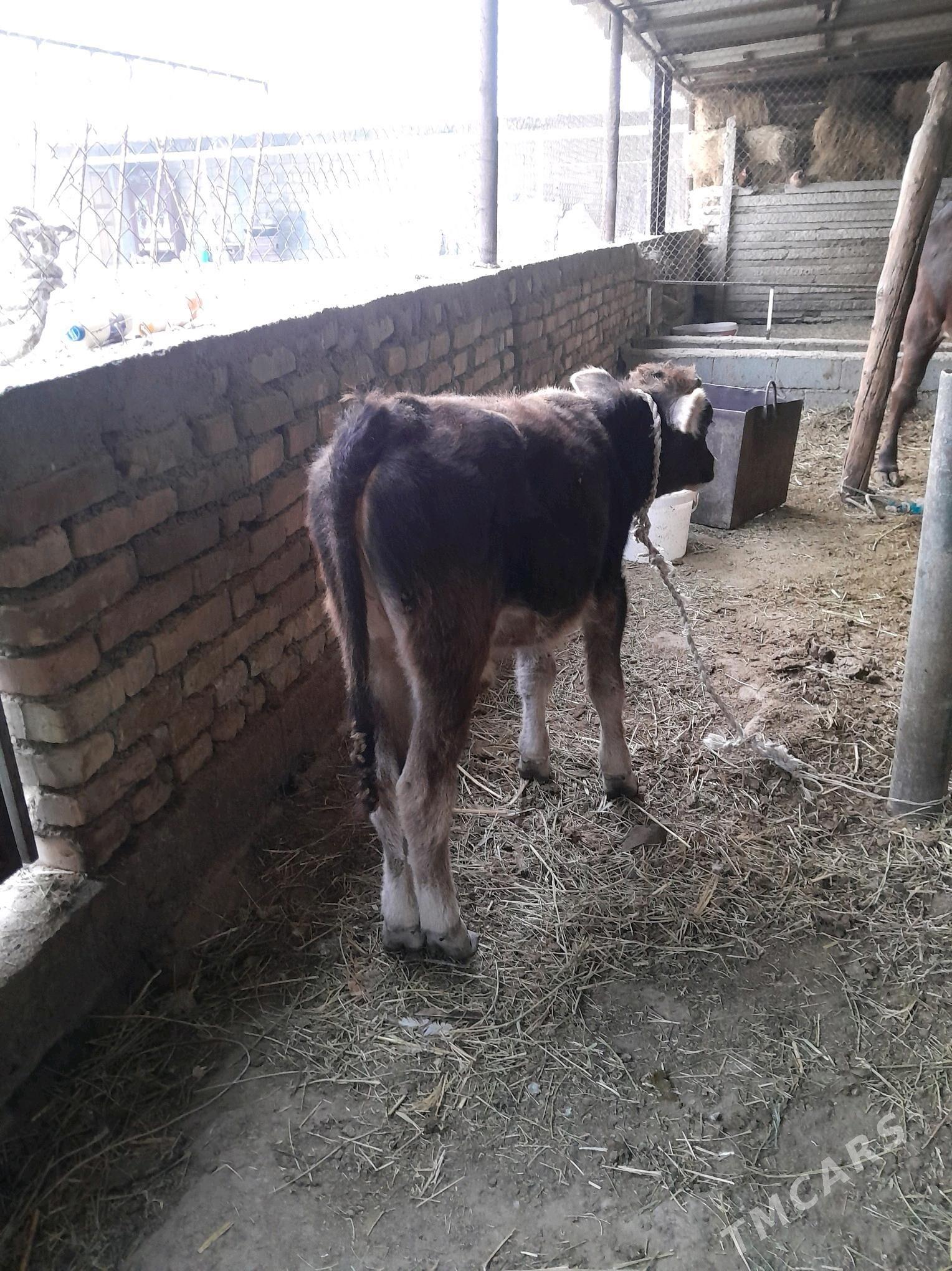 okuz ṣwes - Ak bugdaý etraby - img 4