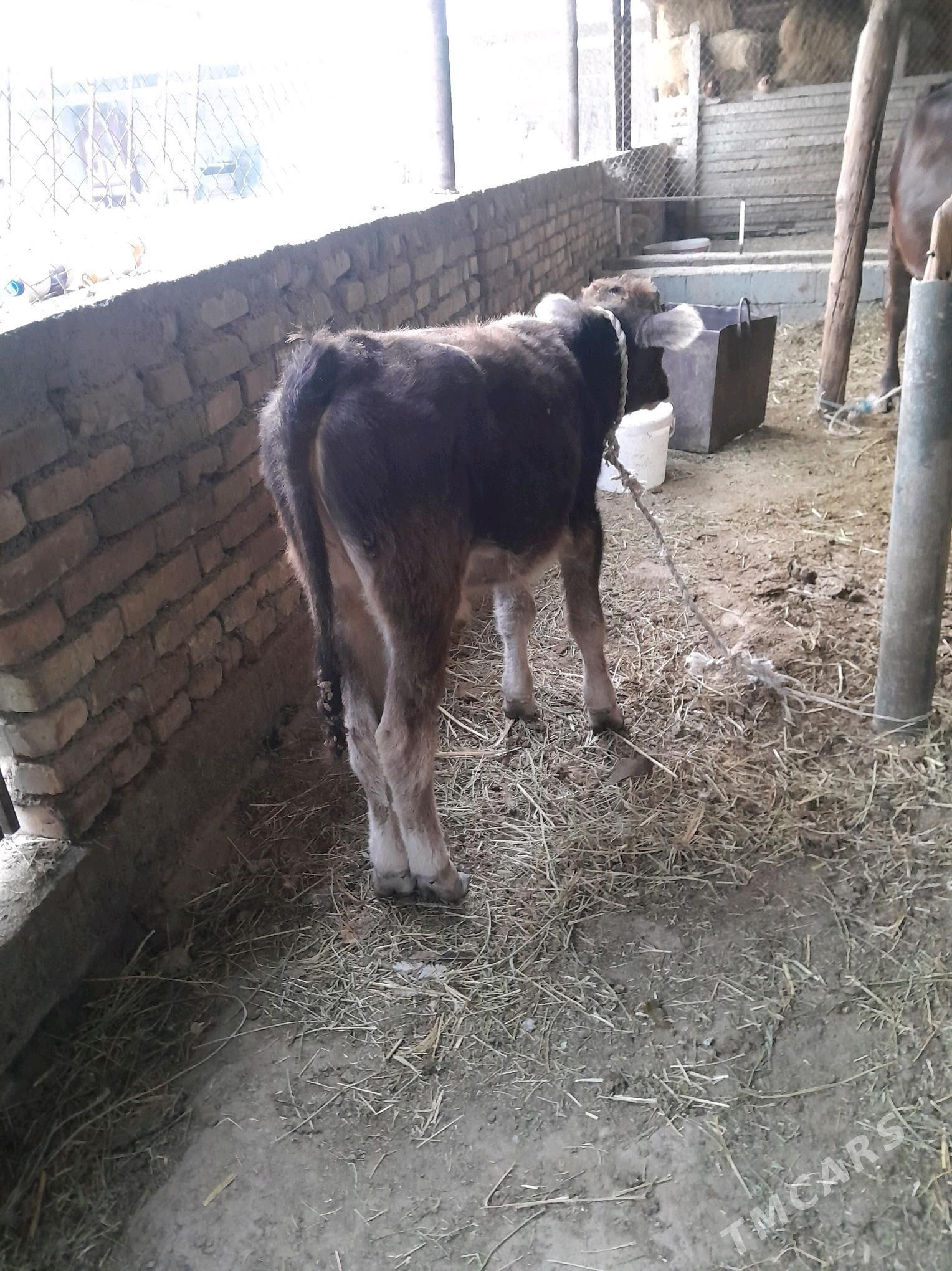 okuz ṣwes - Ak bugdaý etraby - img 3