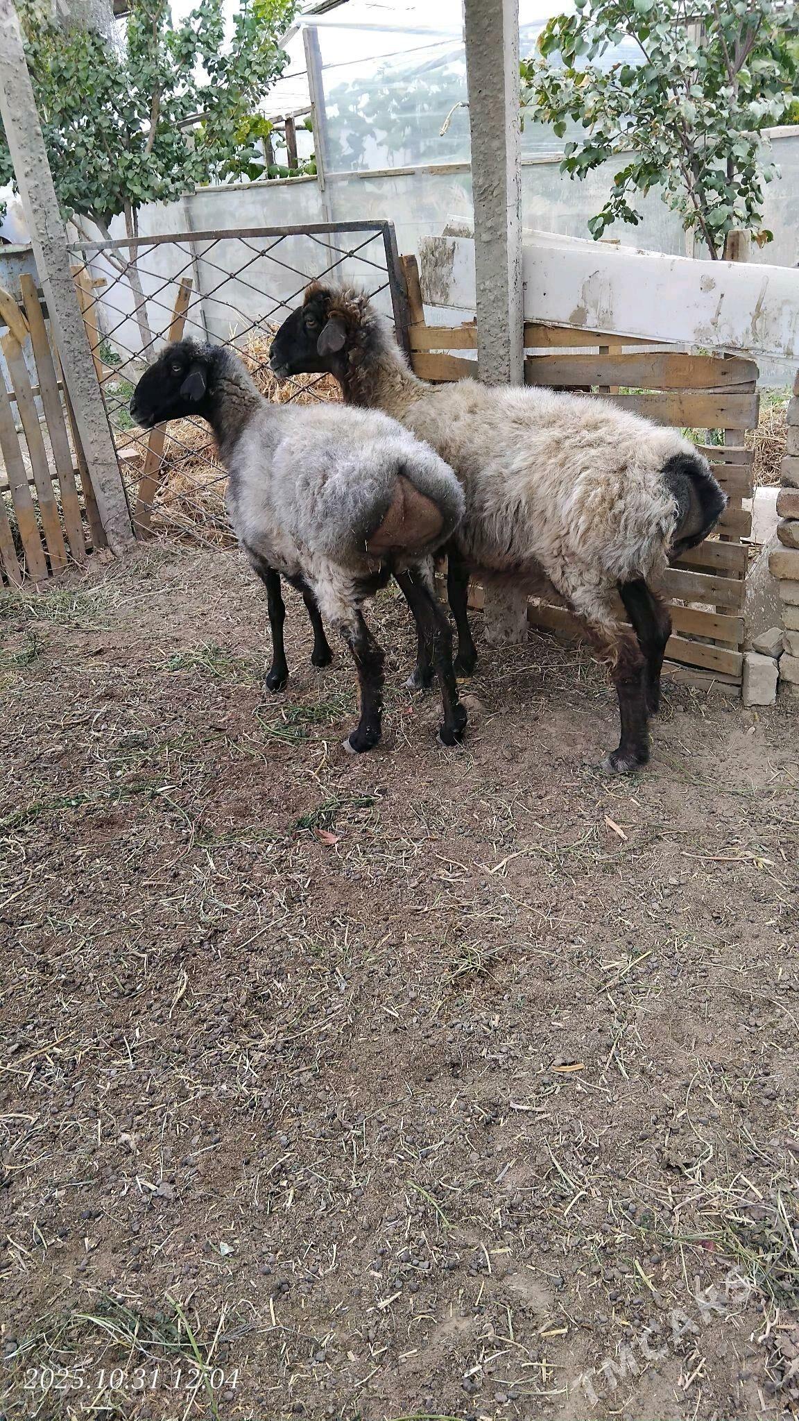 goyun - Gypjak - img 2