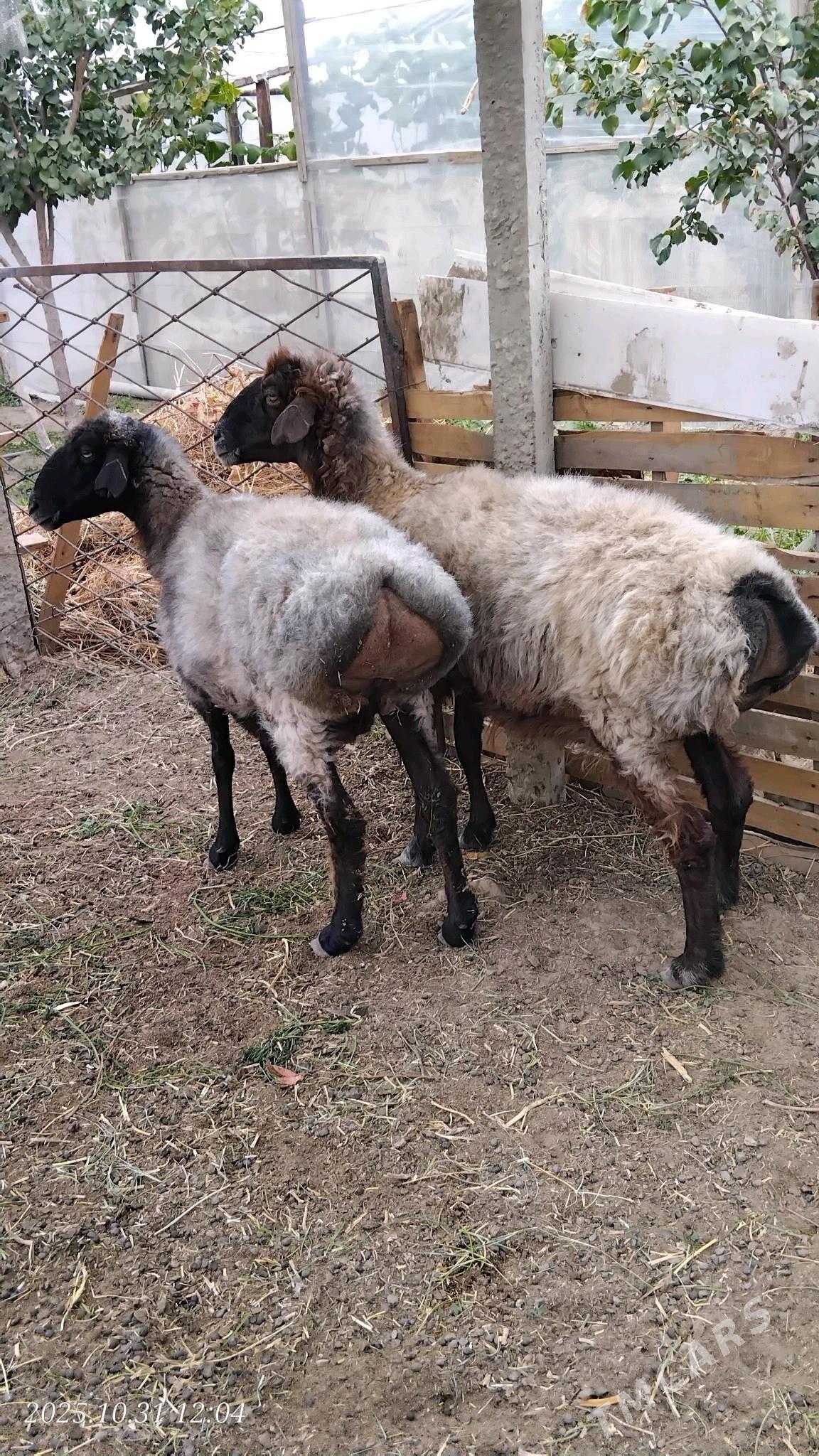 goyun - Gypjak - img 1