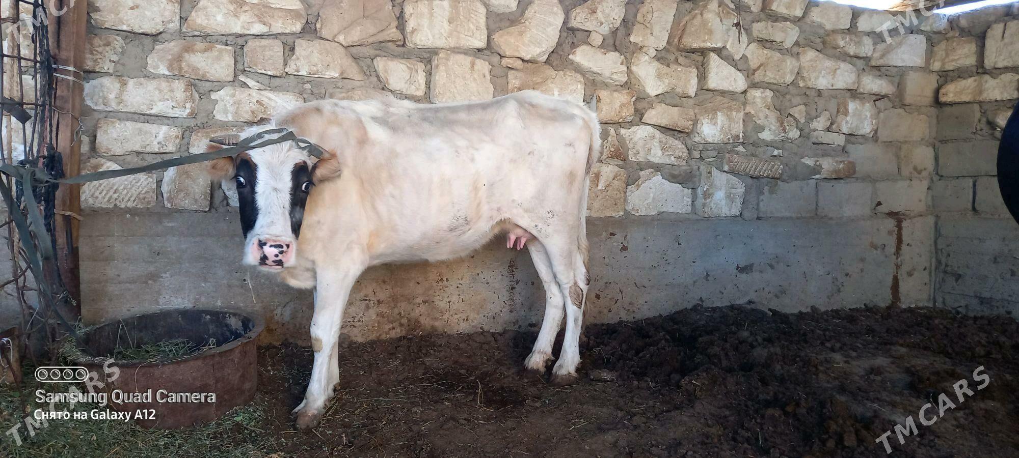 sygyr okuz - Gumdag - img 2