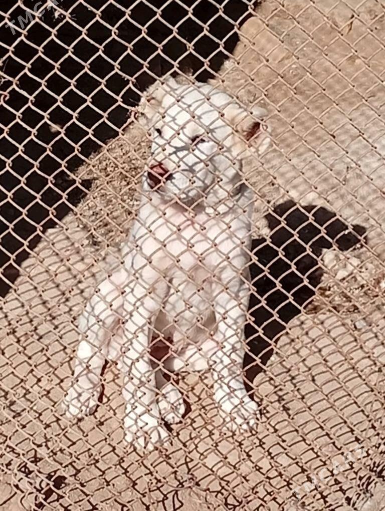 Alabay it - Aşgabat - img 2