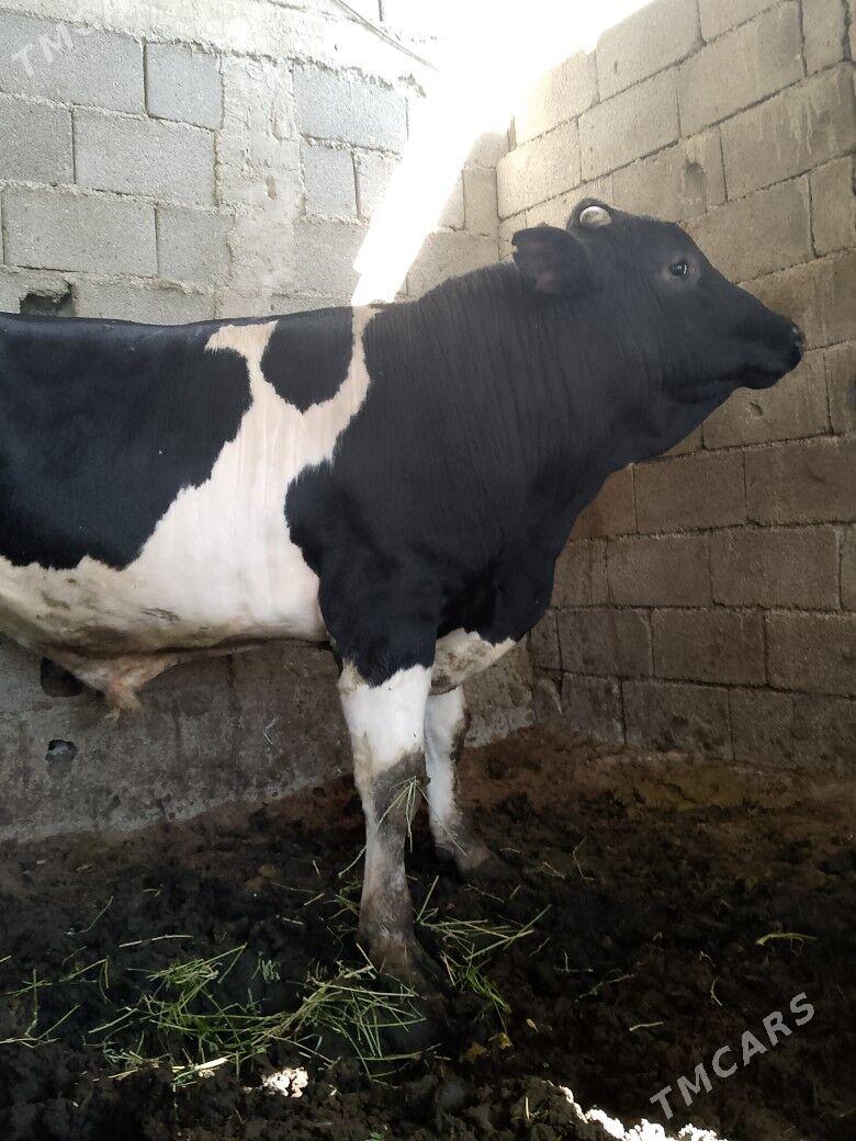 okuz galsteyin - Büzmeýin - img 2