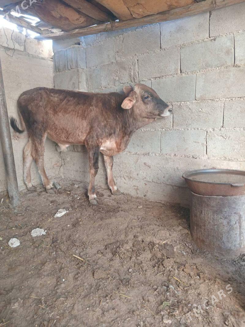 ökiz - Balkanabat - img 3