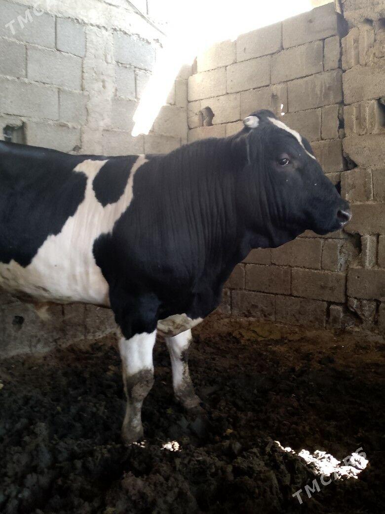 okuz galsteyin - Büzmeýin - img 3