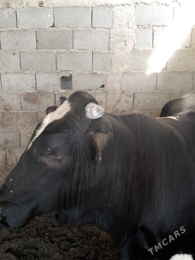 okuz galsteyin - Büzmeýin - img 4