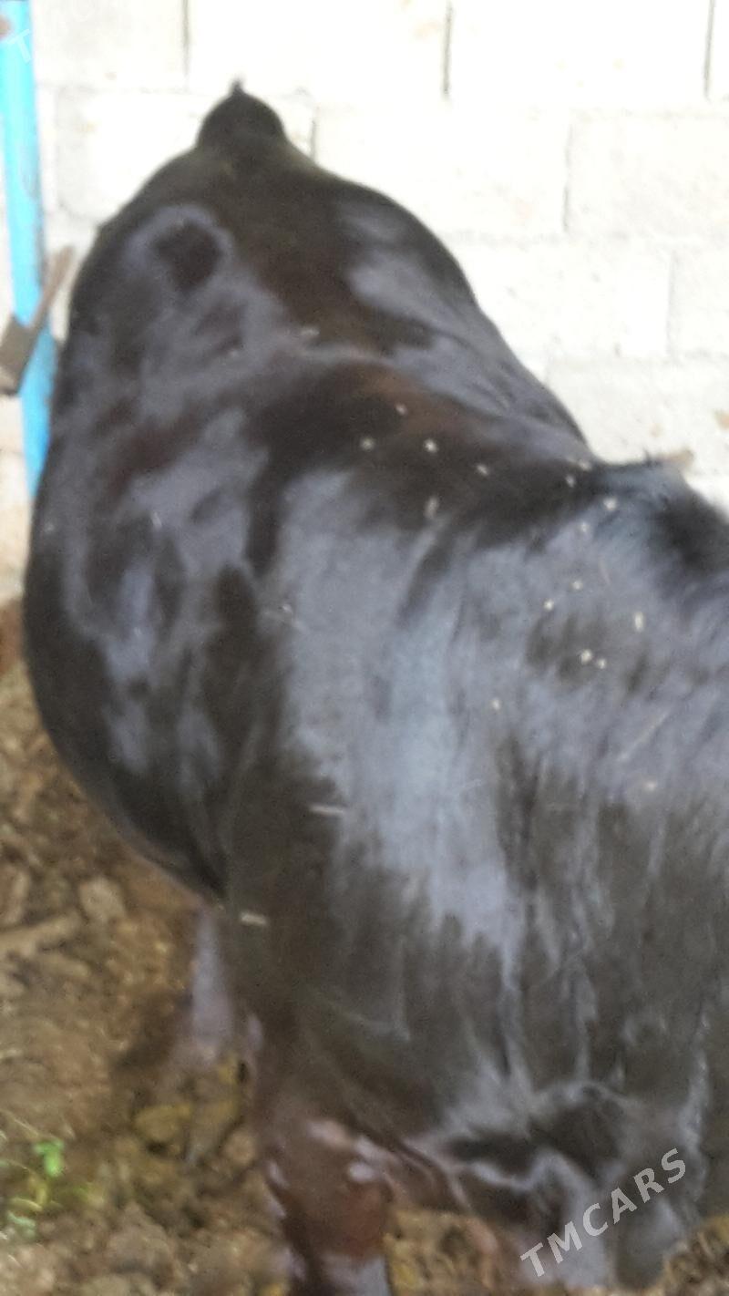 Okuz - Гёкдже - img 4