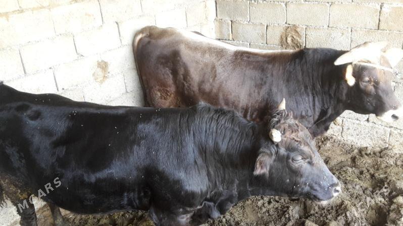 Okuz - Гёкдже - img 3