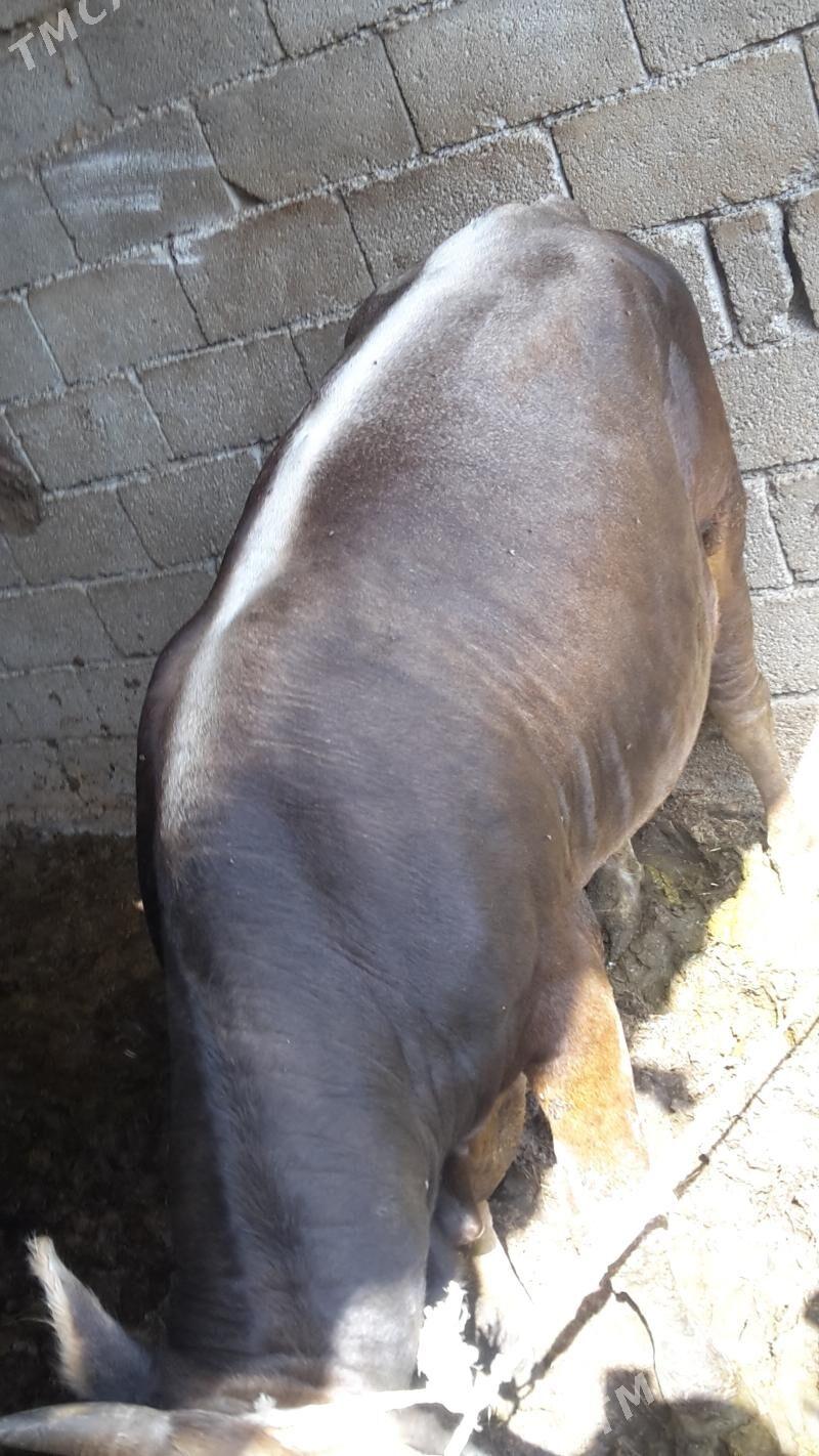 Okuz - Гёкдже - img 2