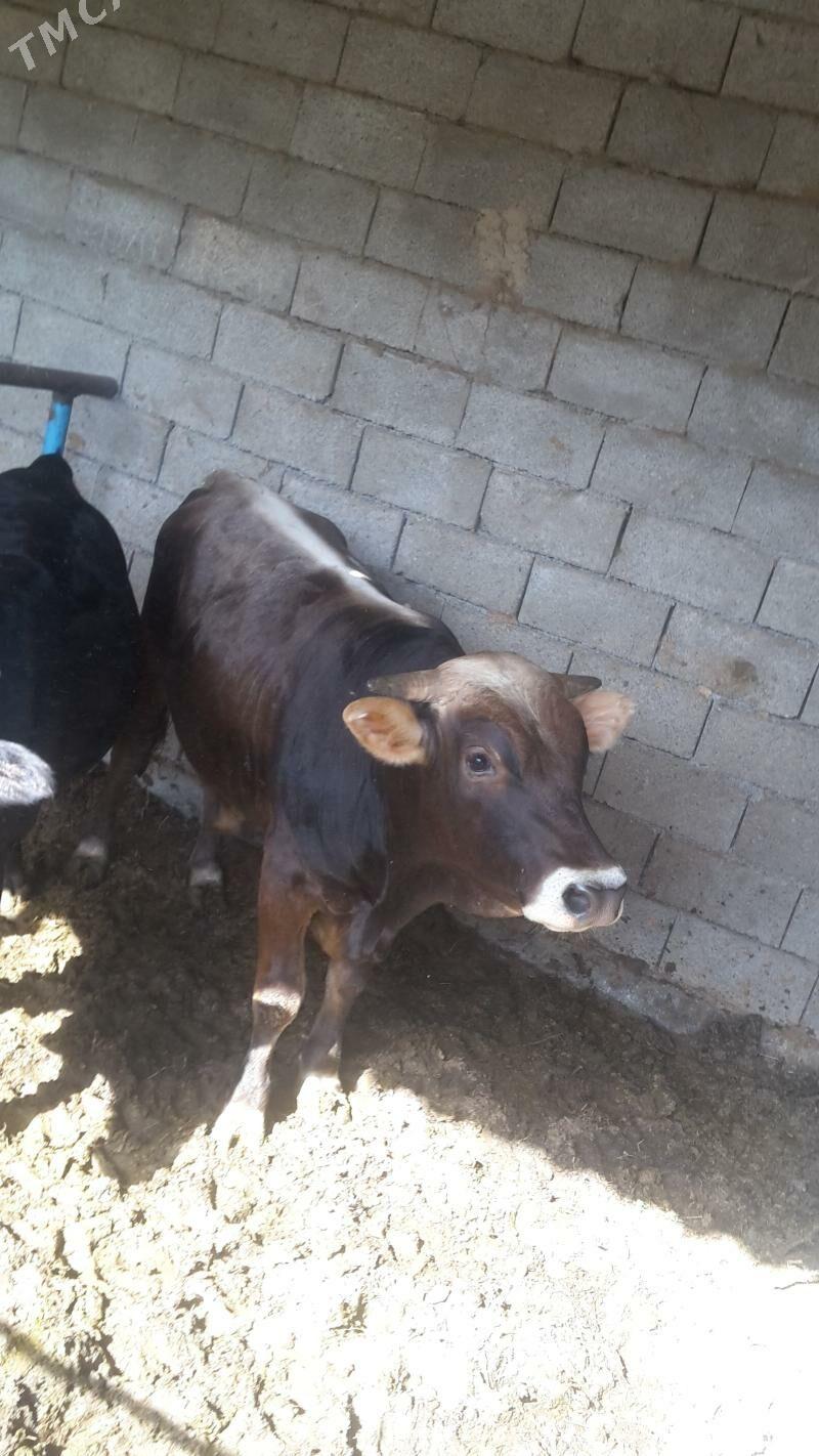 Okuz - Гёкдже - img 1