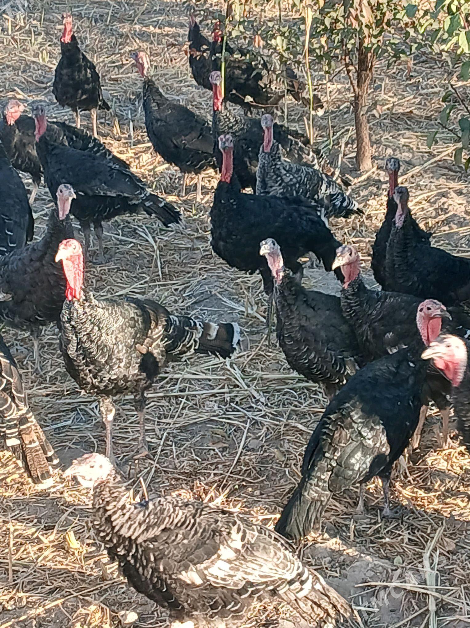 индюк - Шабатский этрап - img 2