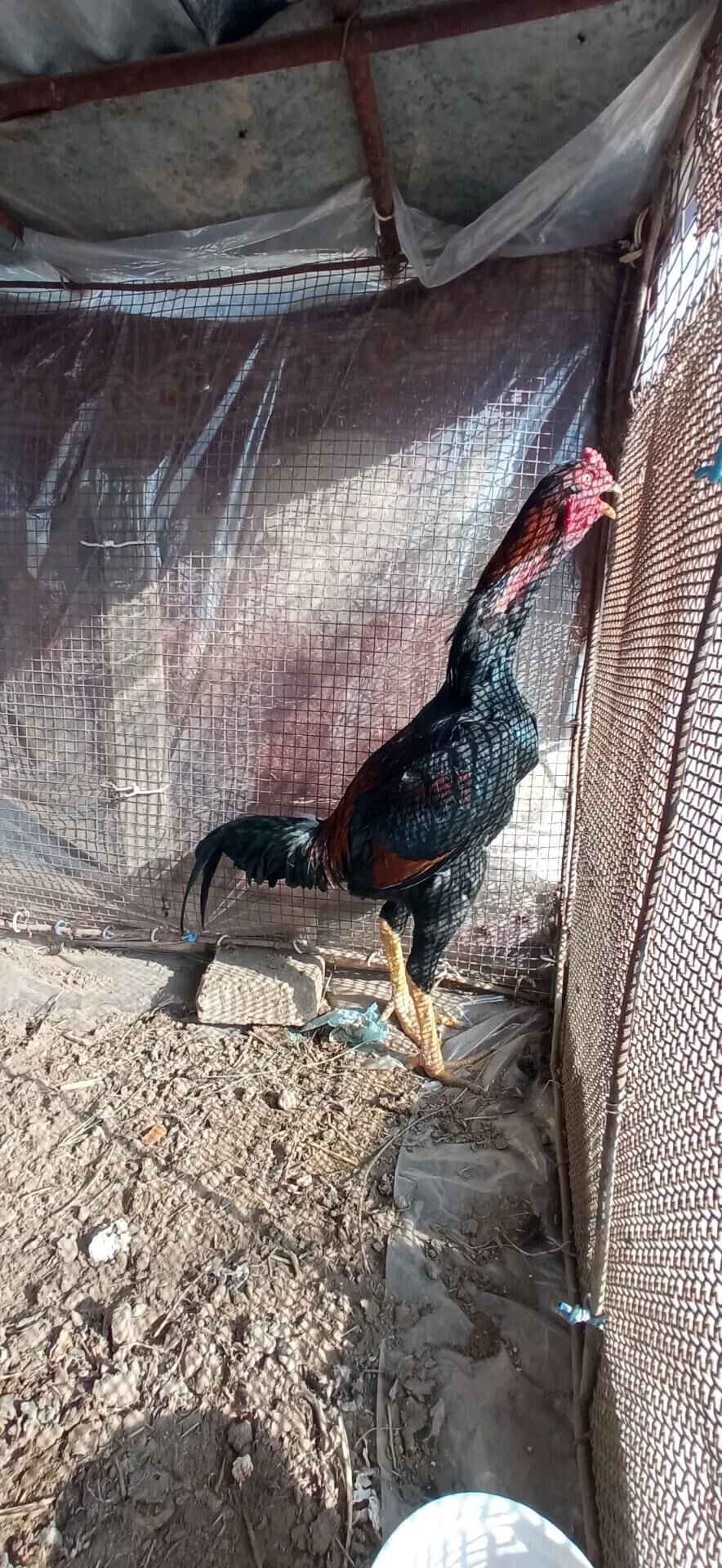 bayes juje - Чарджоу - img 3