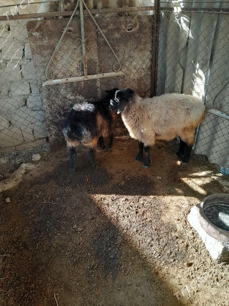 goýun - Бахарден - img 2