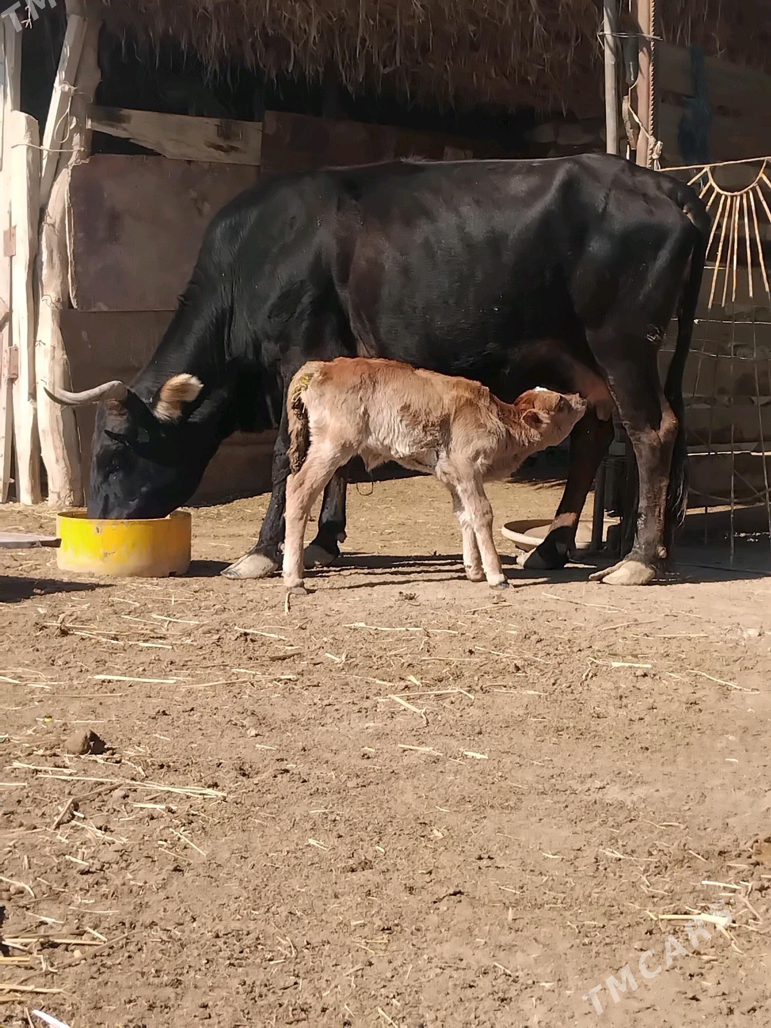 goleli sygyr - Эсенгулы - img 2