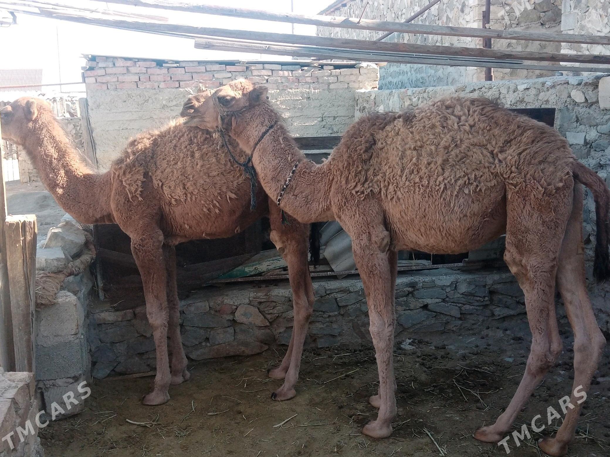 Torumlar - Bereket - img 3