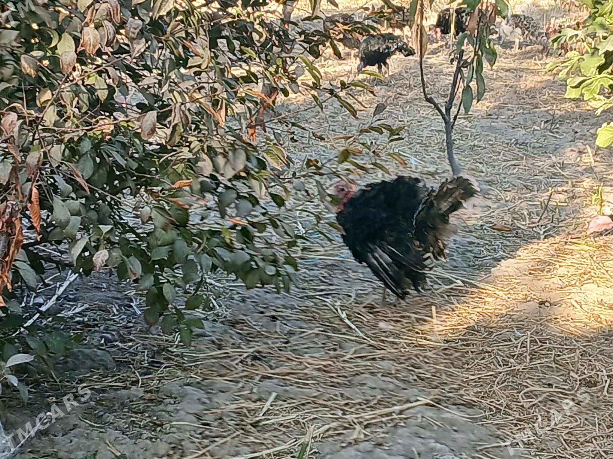 индюк - Шабатский этрап - img 3