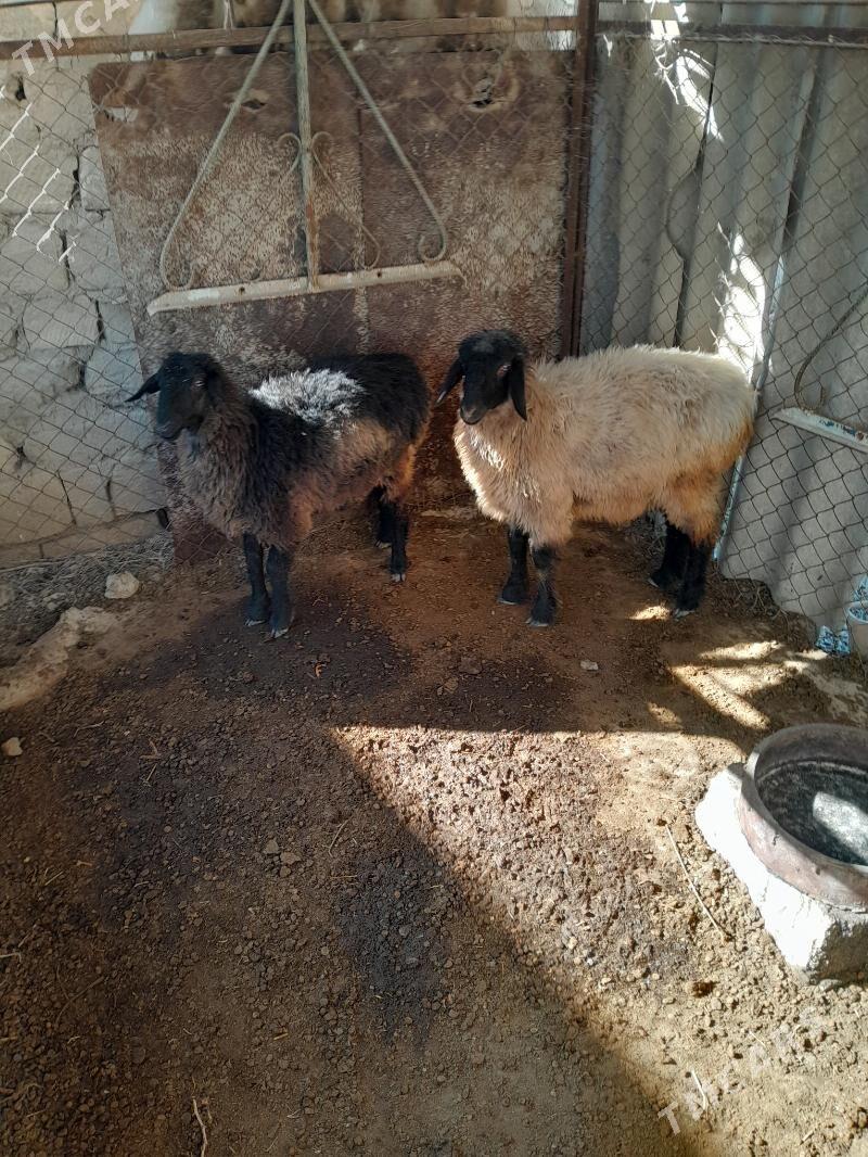 goýun - Бахарден - img 3