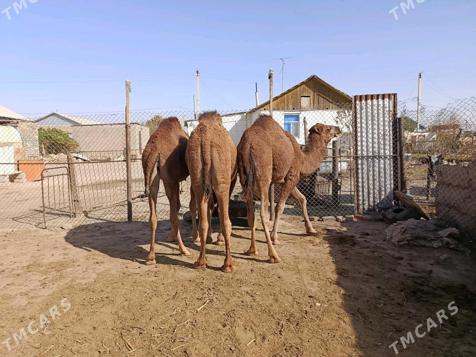 Ogşuk - Balkanabat - img 2