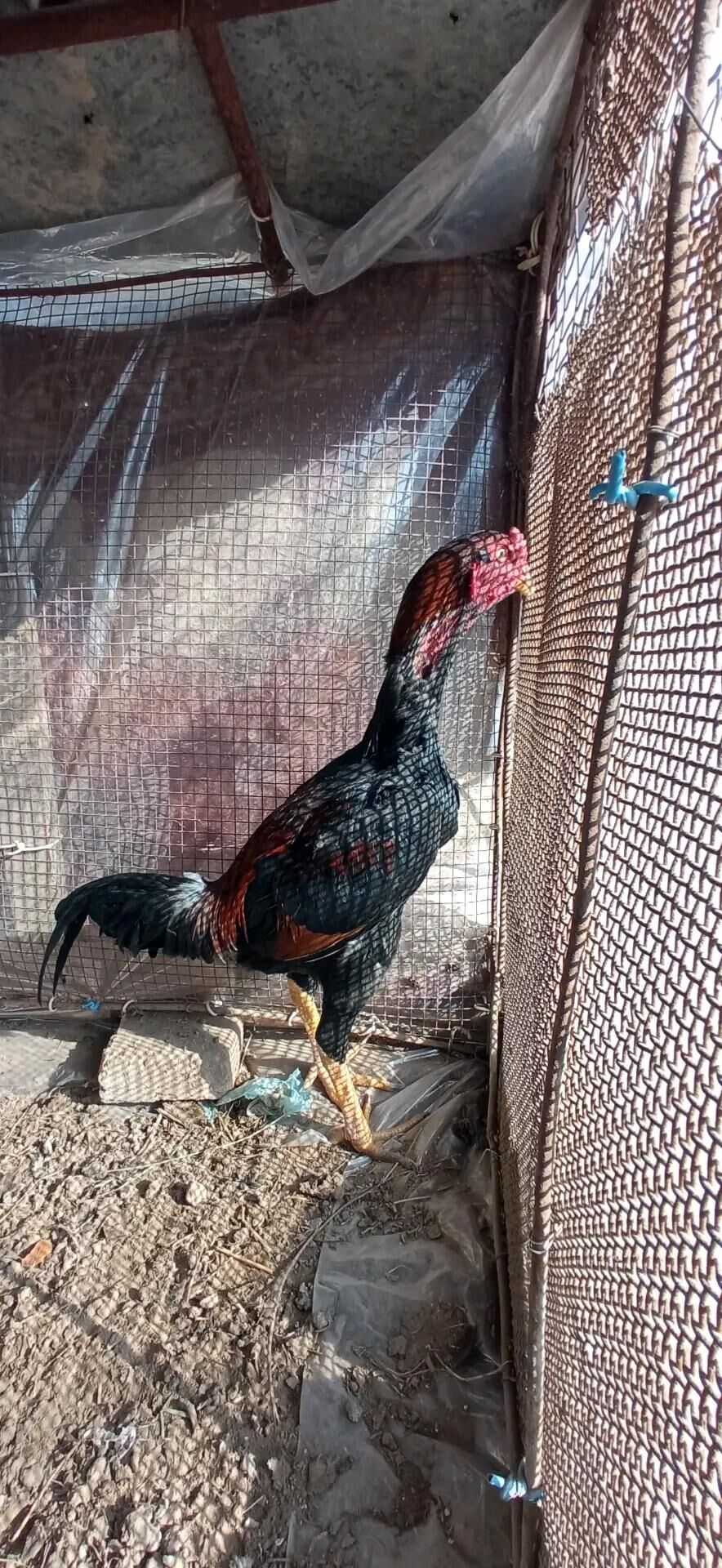 bayes juje - Чарджоу - img 2