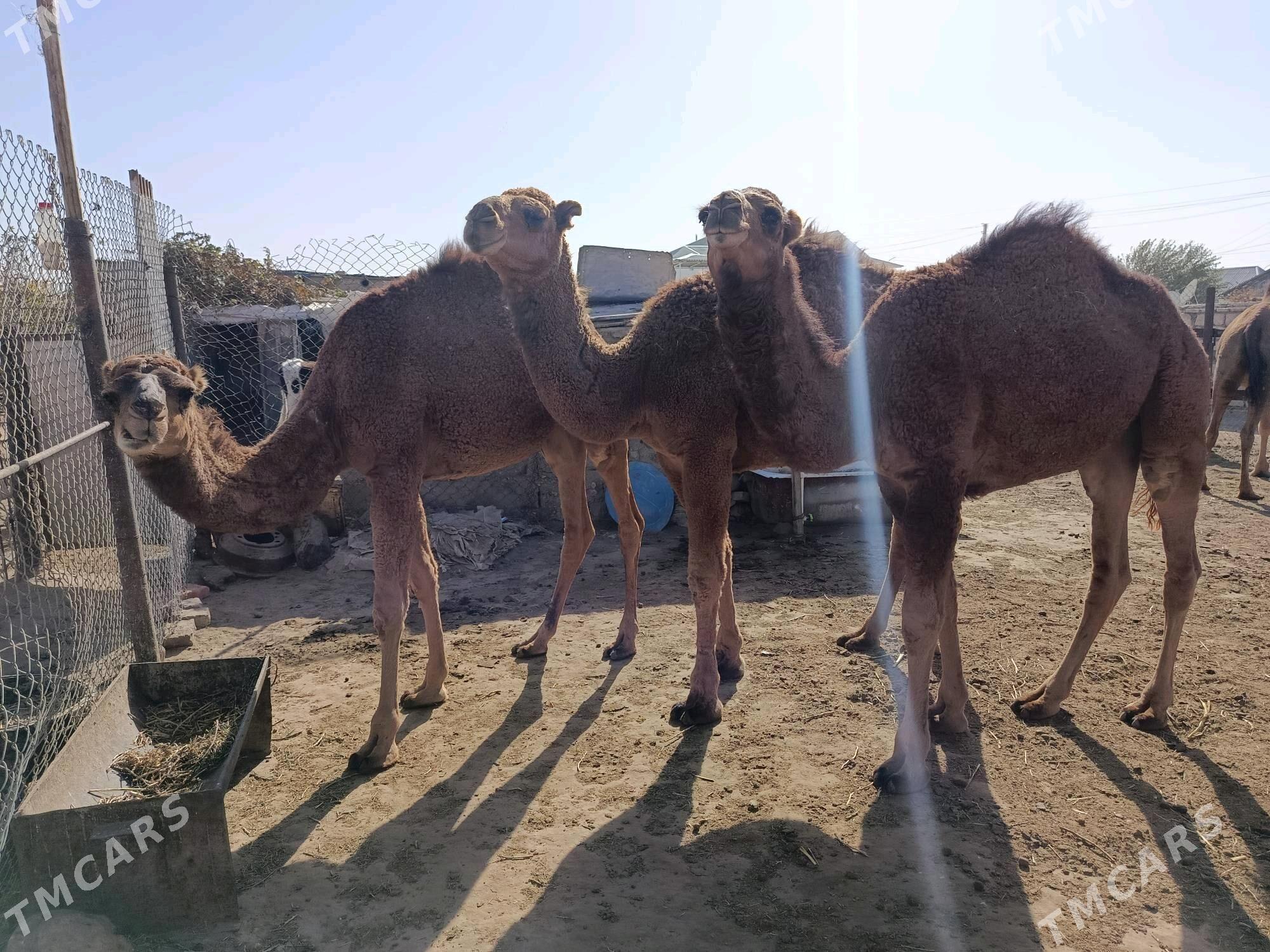 Ogşuk - Balkanabat - img 4