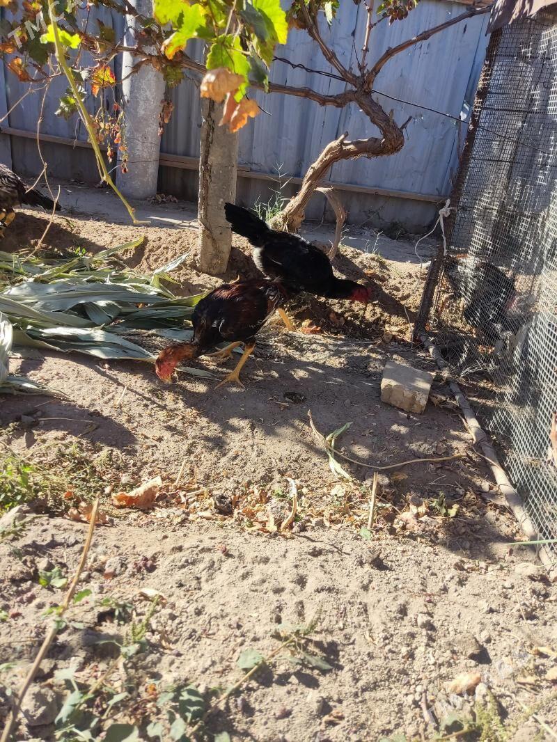 horazlar - Туркменабат - img 1