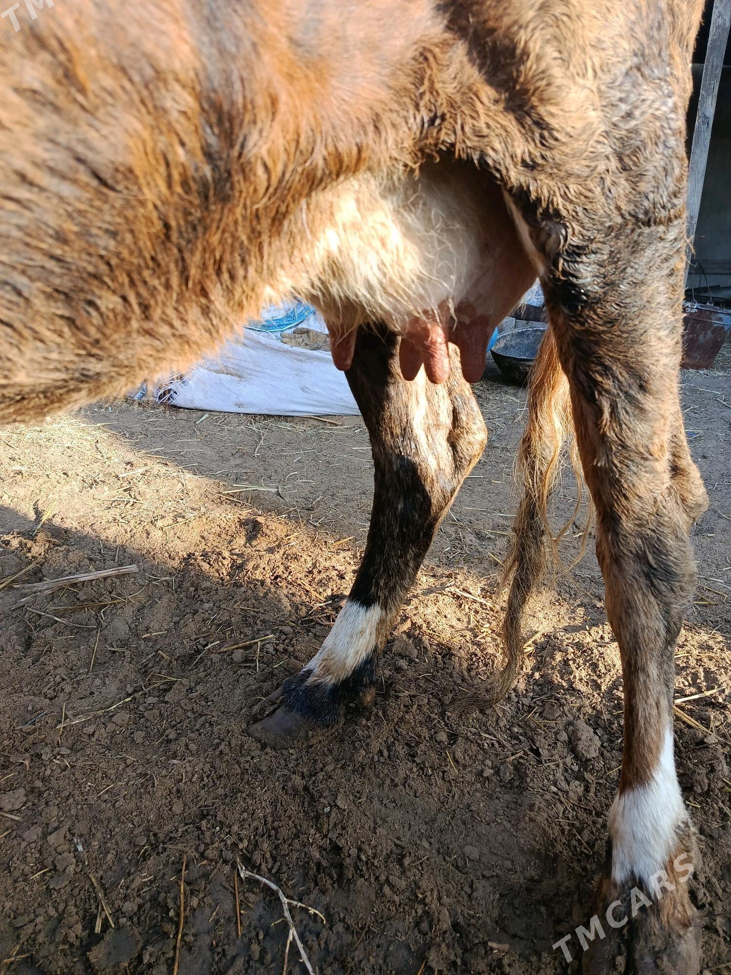 goleli sygyr - Gökdepe - img 2