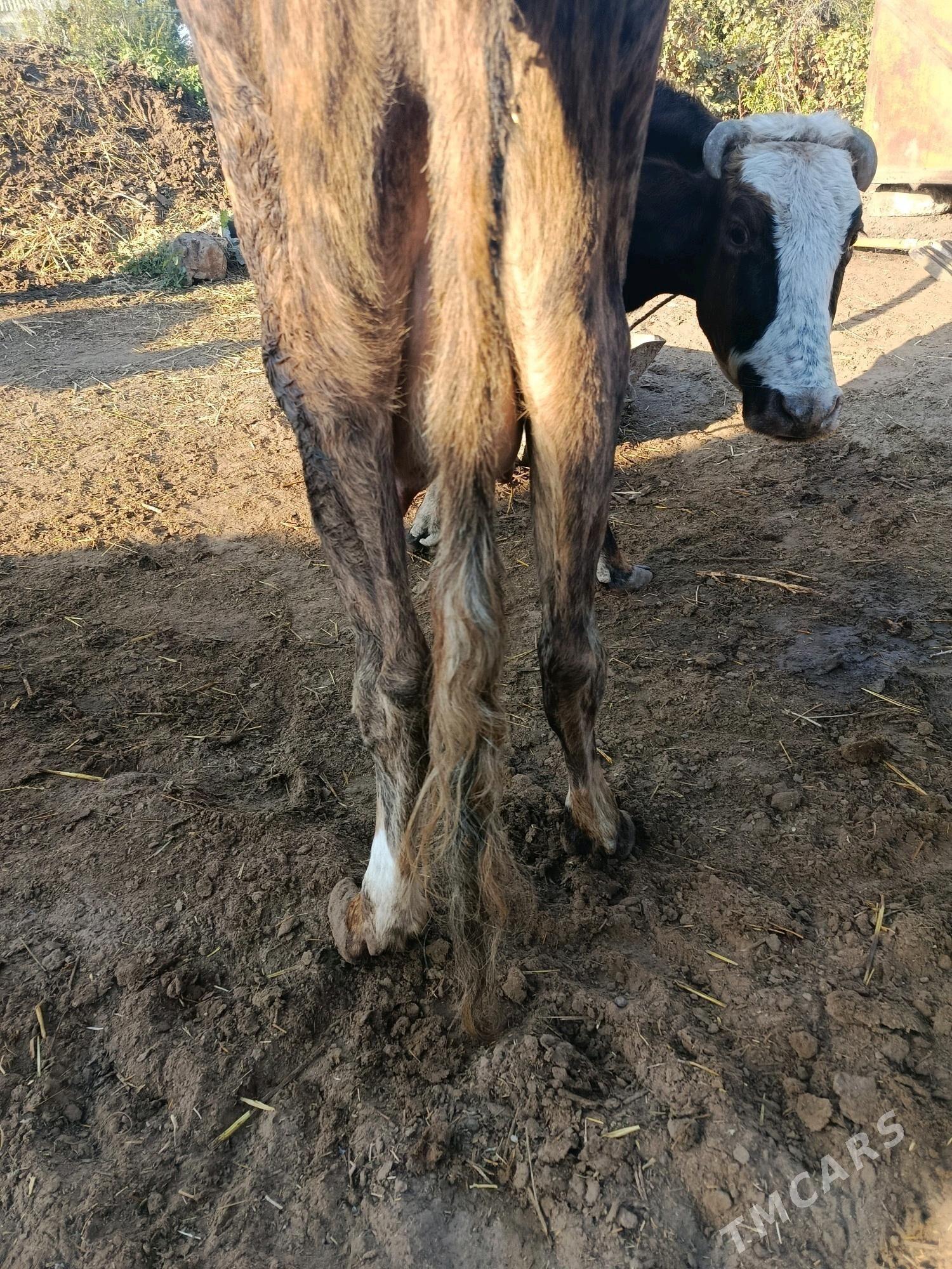 goleli sygyr - Gökdepe - img 3