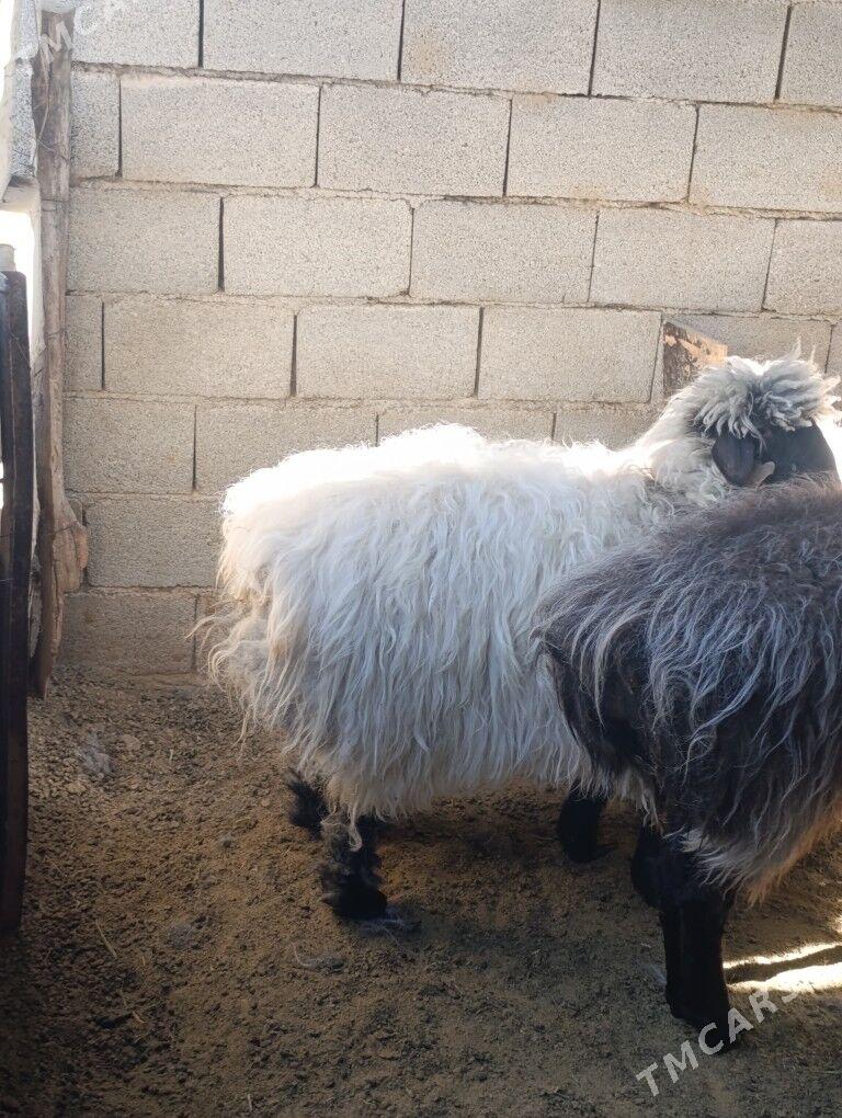 goyun - Aşgabat - img 2