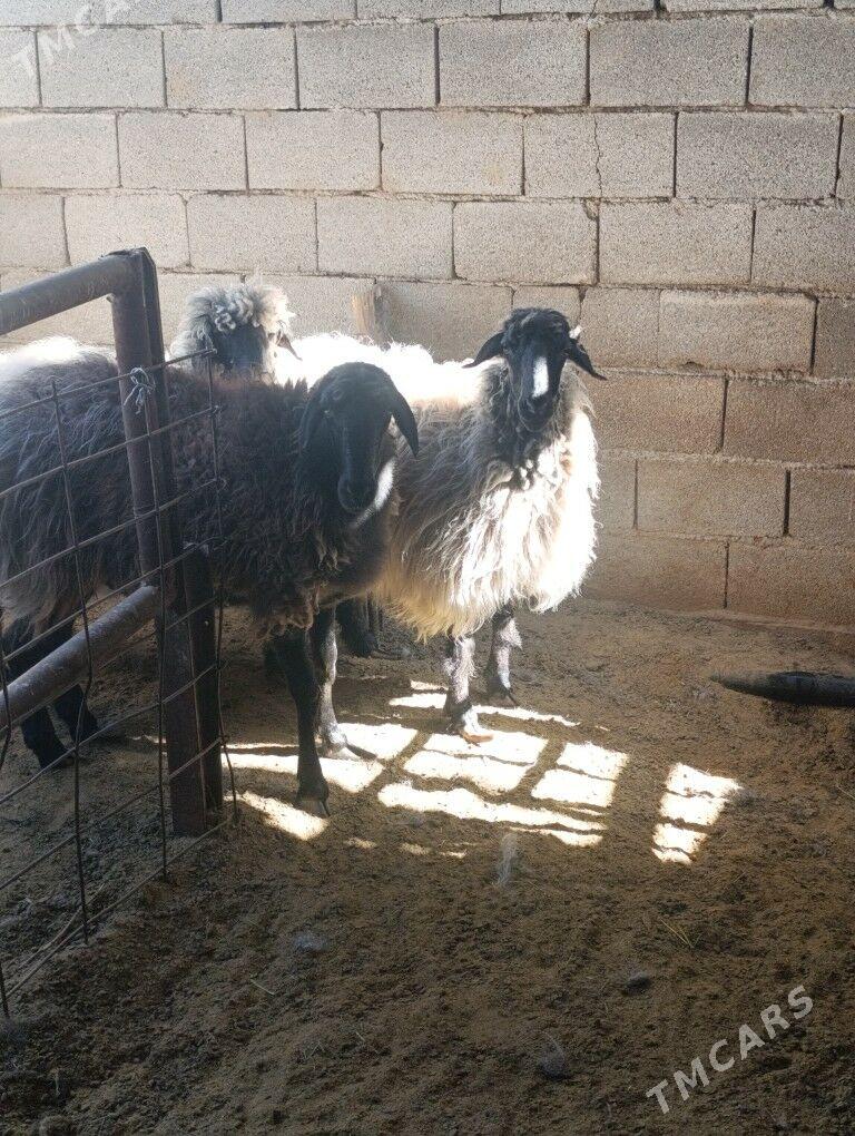 goyun - Aşgabat - img 1