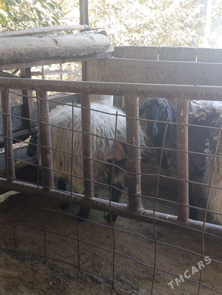 goyun - Aşgabat - img 6