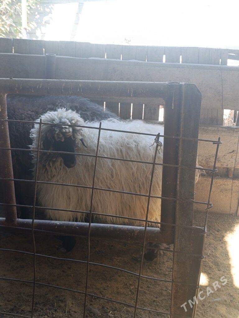 goyun - Aşgabat - img 5