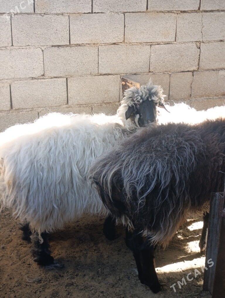 goyun - Aşgabat - img 4