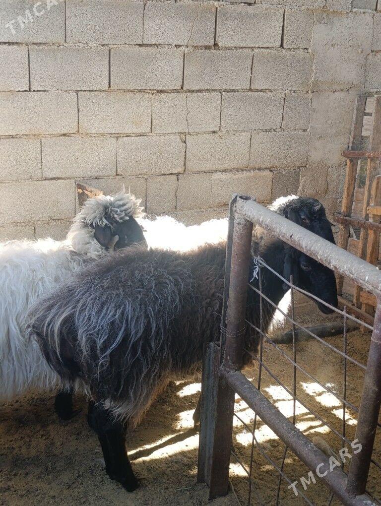 goyun - Aşgabat - img 3