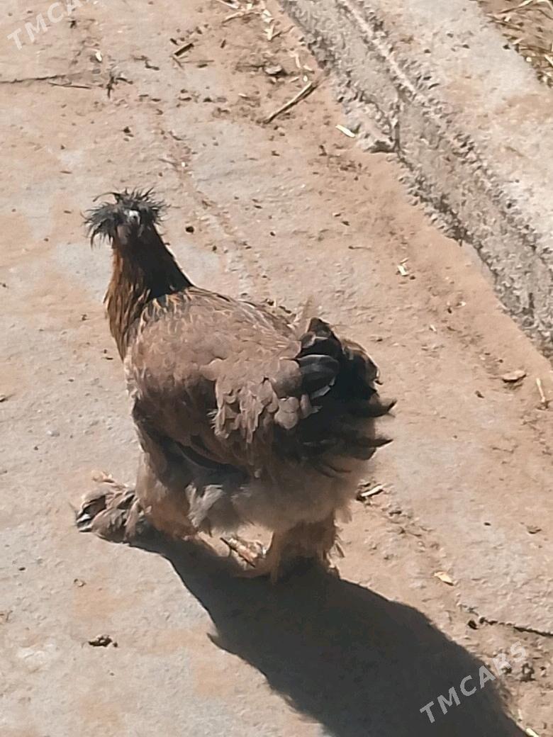 towuklar - Ашхабад - img 3