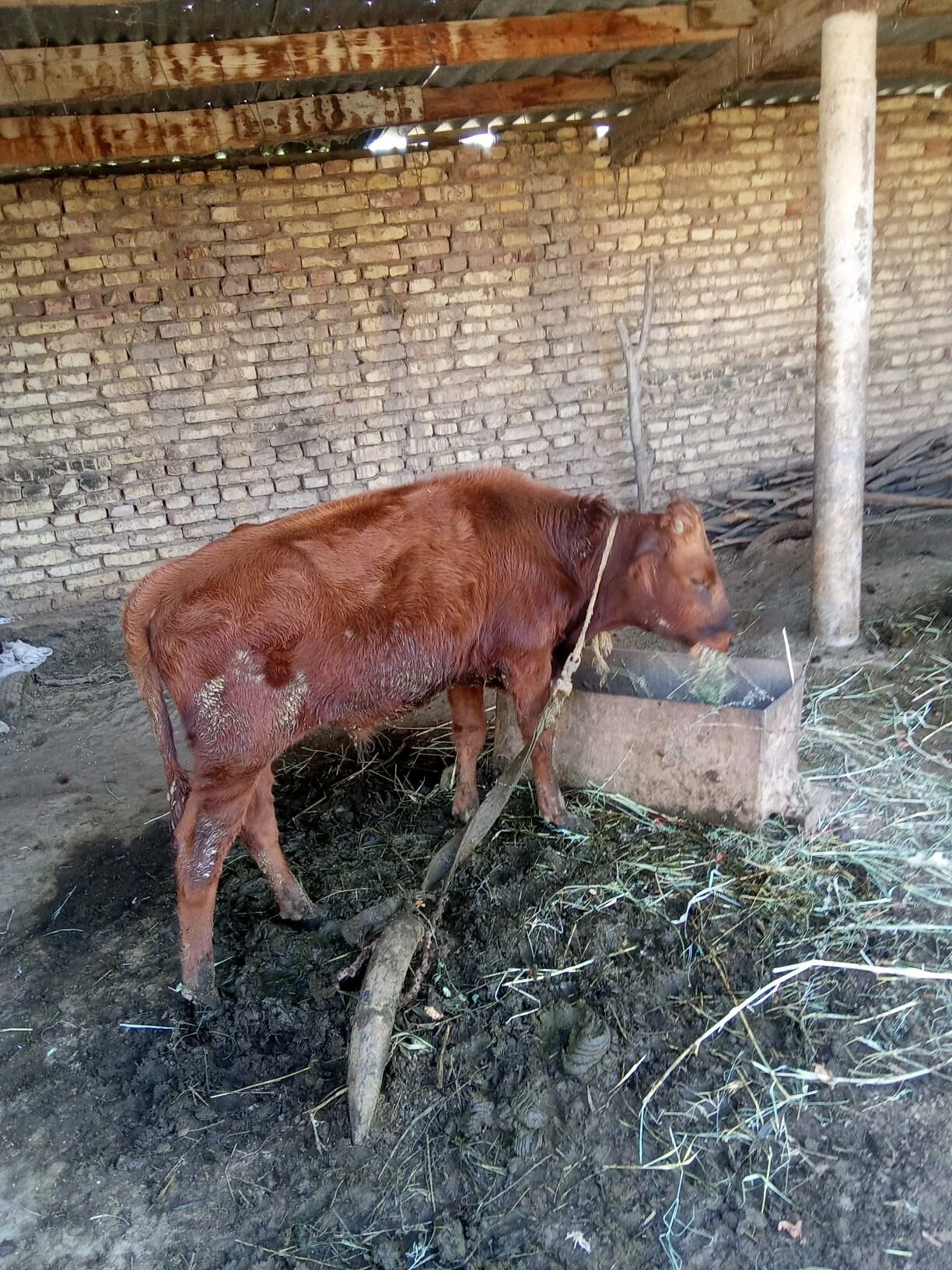 okuz - Бабадайхан - img 5