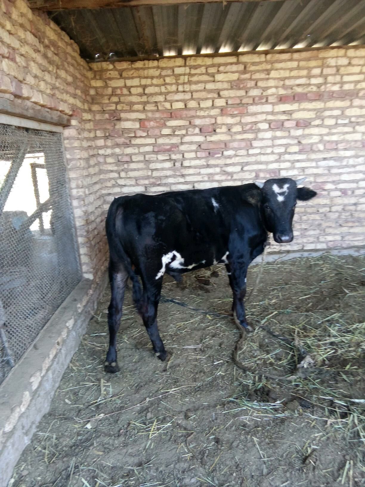 okuz - Бабадайхан - img 2