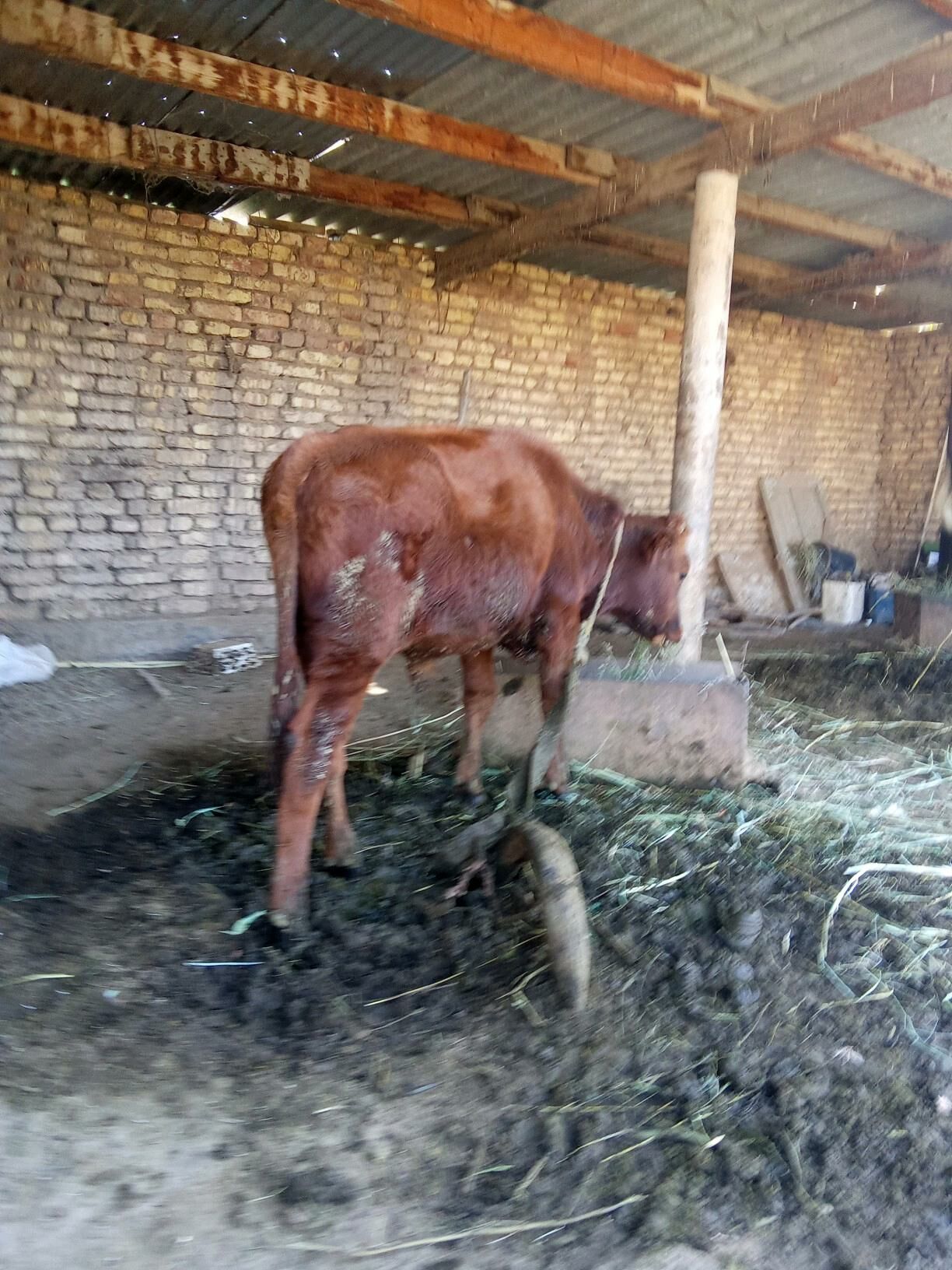 okuz - Бабадайхан - img 4