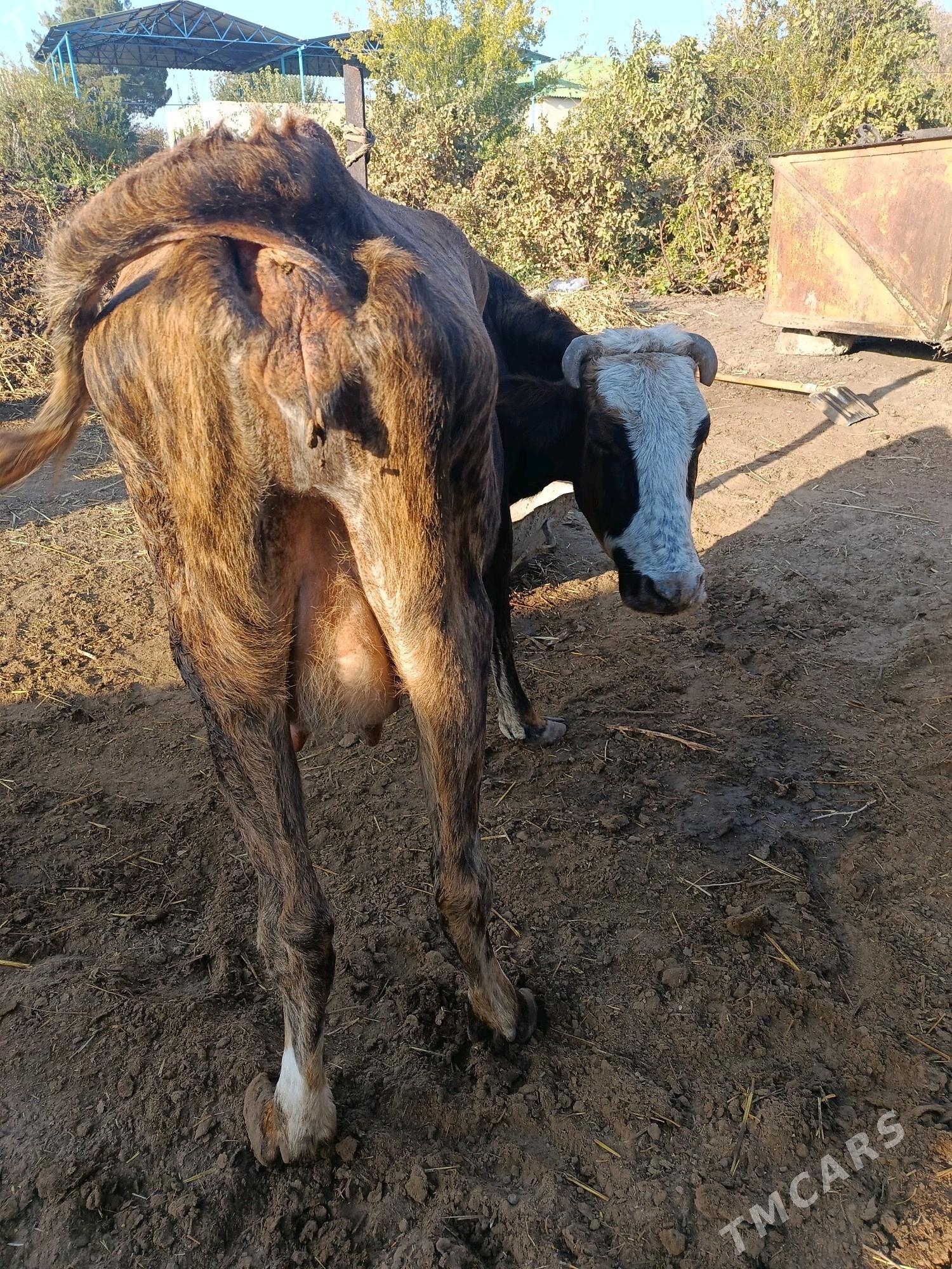 goleli sygyr - Gökdepe - img 5