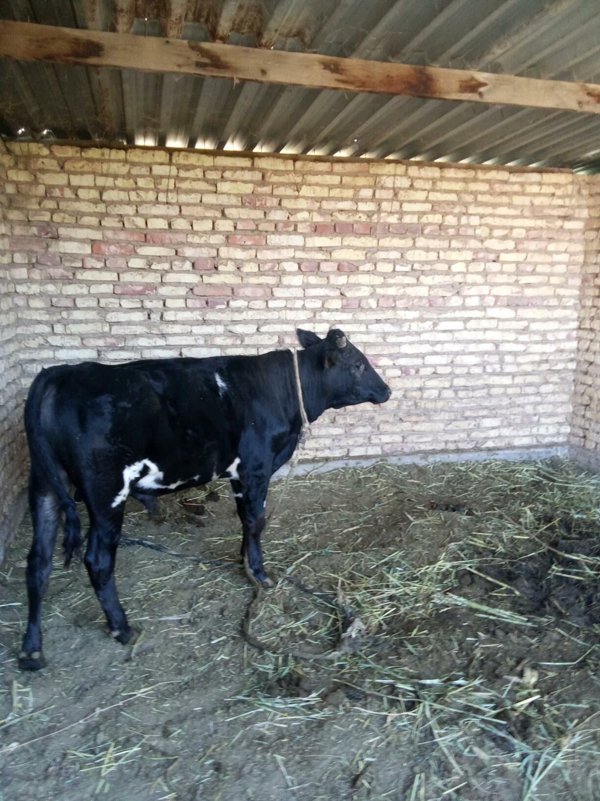 okuz - Бабадайхан - img 1