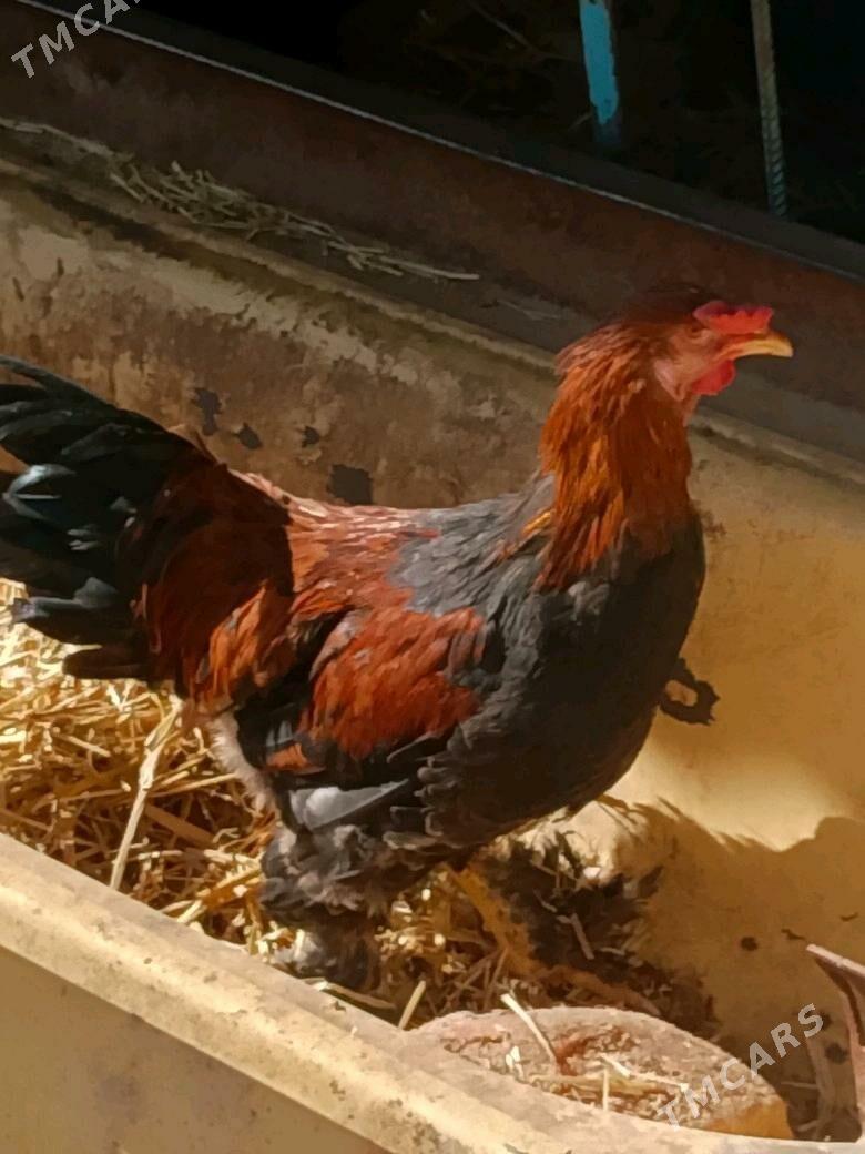 towuklar - Ашхабад - img 5