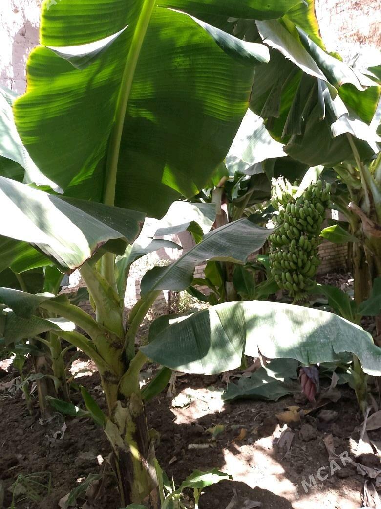 Banan nahal - Halaç - img 5