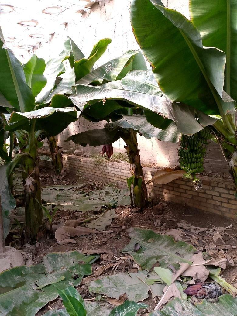 Banan nahal - Halaç - img 4