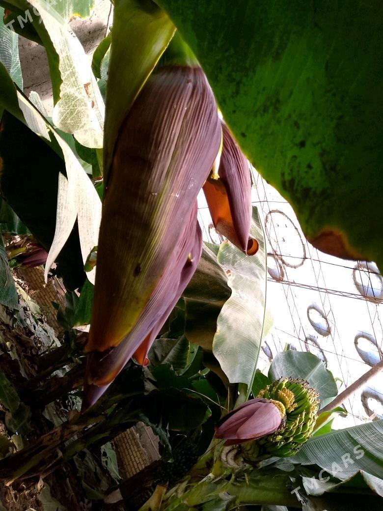 Banan nahal - Halaç - img 3